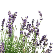 Load image into Gallery viewer, Lavender, 9in, English, Hidcote Blue