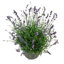 Load image into Gallery viewer, Lavender, 9in, English, Hidcote Blue
