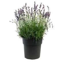 Load image into Gallery viewer, Lavender, 9in, English, Hidcote Blue