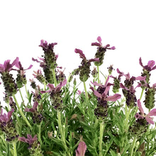 Load image into Gallery viewer, Lavender, 1 gal, Spanish, Anouk Deep Rose