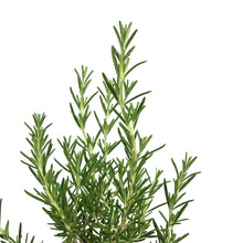 Load image into Gallery viewer, Rosemary, 1 gal, Upright Blue Standard