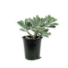 Load image into Gallery viewer, Succulent, 3.5in, Echeveria Frosty