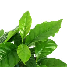 Load image into Gallery viewer, Coffee Plant, 6in, Arabica