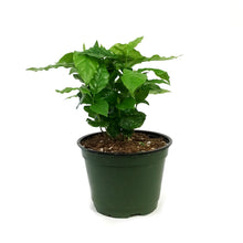 Load image into Gallery viewer, Coffee Plant, 6in, Arabica