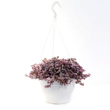 Load image into Gallery viewer, Callisia, 7in HB, Pink Lady