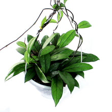 Load image into Gallery viewer, Hoya, 7in HB, Crassipetiolata