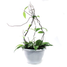Load image into Gallery viewer, Hoya, 7in HB, Crassipetiolata
