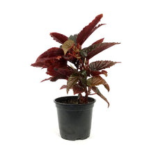 Load image into Gallery viewer, Begonia, 4in, Mac Pink Spot