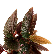 Load image into Gallery viewer, Begonia, 4in, Mac Pink Spot