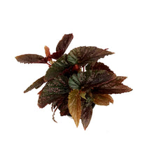Load image into Gallery viewer, Begonia, 4in, Mac Pink Spot