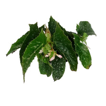 Load image into Gallery viewer, Begonia, 4in, Mac Silver Spot