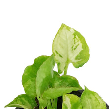 Load image into Gallery viewer, Syngonium, 4in, Golden
