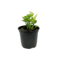 Load image into Gallery viewer, Syngonium, 4in, Golden
