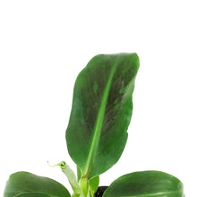 Load image into Gallery viewer, Banana, 4in, Dwarf Musa Oriental