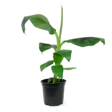 Load image into Gallery viewer, Banana, 4in, Dwarf Musa Oriental