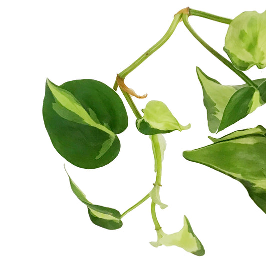 Philodendron, 4in, Cream Splash