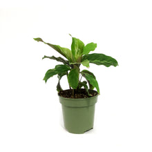Load image into Gallery viewer, Calathea, 4in, Thai Beauty