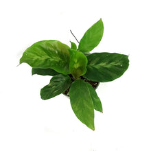 Load image into Gallery viewer, Calathea, 4in, Thai Beauty