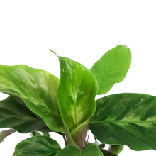 Load image into Gallery viewer, Calathea, 4in, Thai Beauty