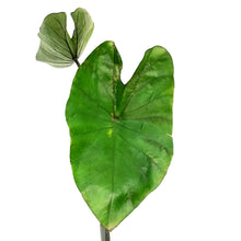 Load image into Gallery viewer, Colocasia, 4in, Tea Cup