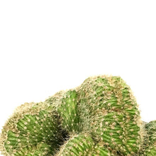 Load image into Gallery viewer, Cactus, 5in, Mammillaria Albinata