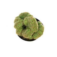 Load image into Gallery viewer, Cactus, 5in, Mammillaria Albinata
