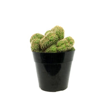 Load image into Gallery viewer, Cactus, 5in, Mammillaria Albinata