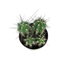 Load image into Gallery viewer, Cactus, 5in, Stetsonia Coryne 'Toothpick'