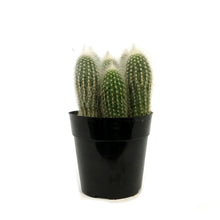 Load image into Gallery viewer, Cactus, 5in,Silver Torch Cactus
