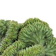 Load image into Gallery viewer, Cactus, 5in, Myrtillocactus Dinosaur Back