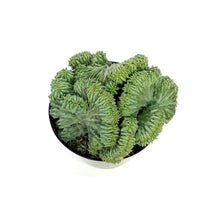 Load image into Gallery viewer, Cactus, 5in, Myrtillocactus Dinosaur Back