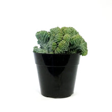 Load image into Gallery viewer, Cactus, 5in, Myrtillocactus Dinosaur Back
