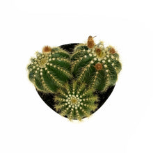 Load image into Gallery viewer, Cactus, 5In, Notocactus Magnificus 'Balloon'