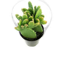 Load image into Gallery viewer, Cactus, 9cm, Monalisa