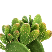 Load image into Gallery viewer, Cactus, 9cm, Monalisa