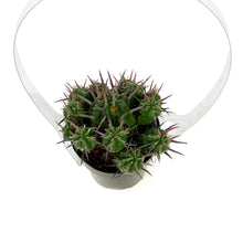 Load image into Gallery viewer, Cactus 2.5in, Euphorbia Ferox