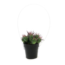 Load image into Gallery viewer, Cactus 2.5in, Euphorbia Ferox