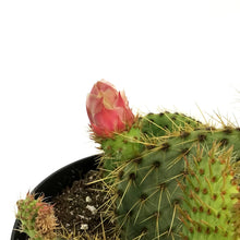 Load image into Gallery viewer, Cactus, 8in,Gold Spine