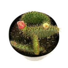 Load image into Gallery viewer, Cactus, 8in,Gold Spine
