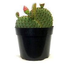 Load image into Gallery viewer, Cactus, 8in,Gold Spine