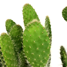 Load image into Gallery viewer, Cactus, 8in,Snow