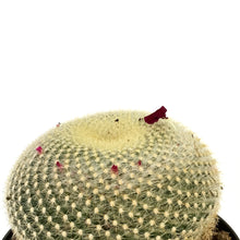 Load image into Gallery viewer, Cactus, 8in,Golden Pincushion