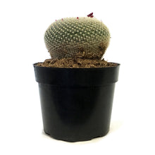 Load image into Gallery viewer, Cactus, 8in,Golden Pincushion