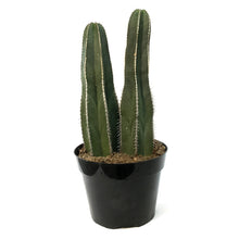 Load image into Gallery viewer, Cactus, 8in, Lemaireocerus