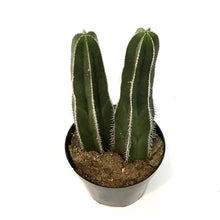 Load image into Gallery viewer, Cactus, 8in, Lemaireocerus