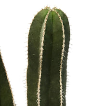 Load image into Gallery viewer, Cactus, 8in, Lemaireocerus