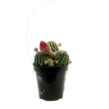 Load image into Gallery viewer, Cactus, 9cm, Echinopsis Constellation