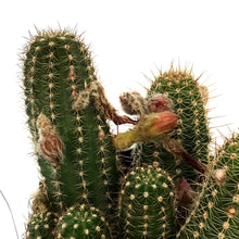 Load image into Gallery viewer, Cactus, 9cm, Echinopsis Mercury