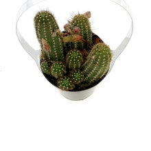 Load image into Gallery viewer, Cactus, 9cm, Echinopsis Mercury