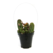 Load image into Gallery viewer, Cactus, 9cm, Echinopsis Mercury
